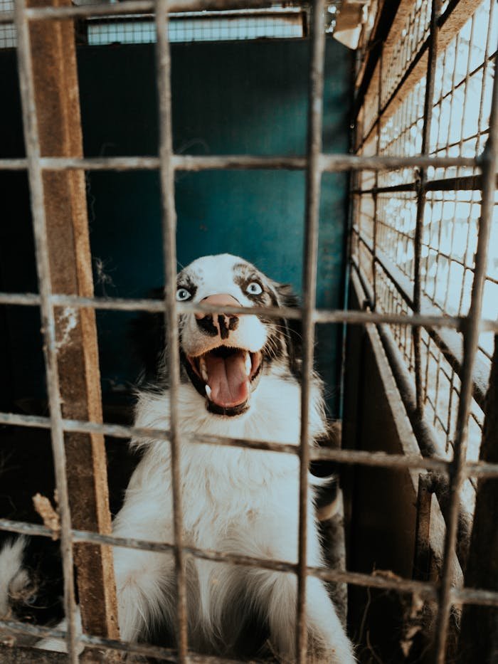 A joyful dog with blue eyes peeks through a shelter cage, expressing happiness.
