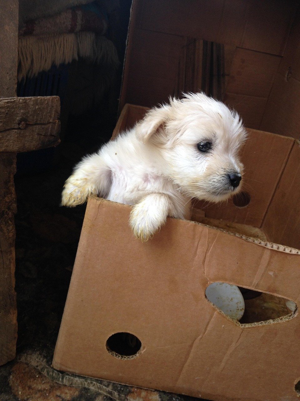 puppy, dog lover, dog white dog, pet, care, brown puppy, brown care